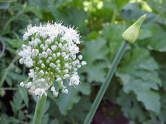 Yellow Onion Flower and Bud