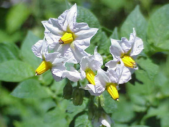 Potato Plant Flower