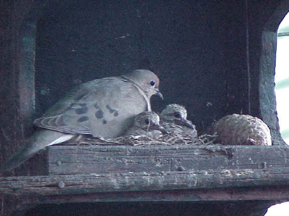 Nesting Dove With Chicks