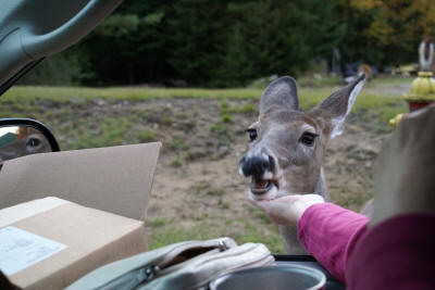 Cathy pats a doe on the chin.