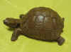 SA105 HRT10 Red Mill Creation Box Turtle